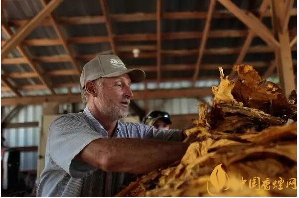 津巴布韋煙葉為什么好,黃金煙葉成為國寶