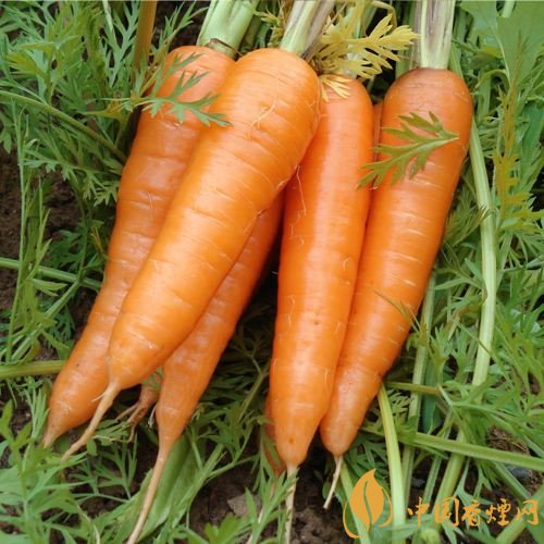 預(yù)防抽煙得肺癌,這些食物降低抽煙傷害